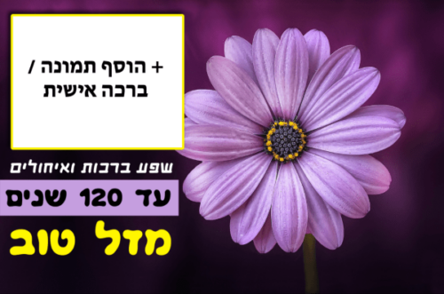 מסגרת לברכה ליום הולדת עם תמונה / ברכה אישית – דגם Purple Spring